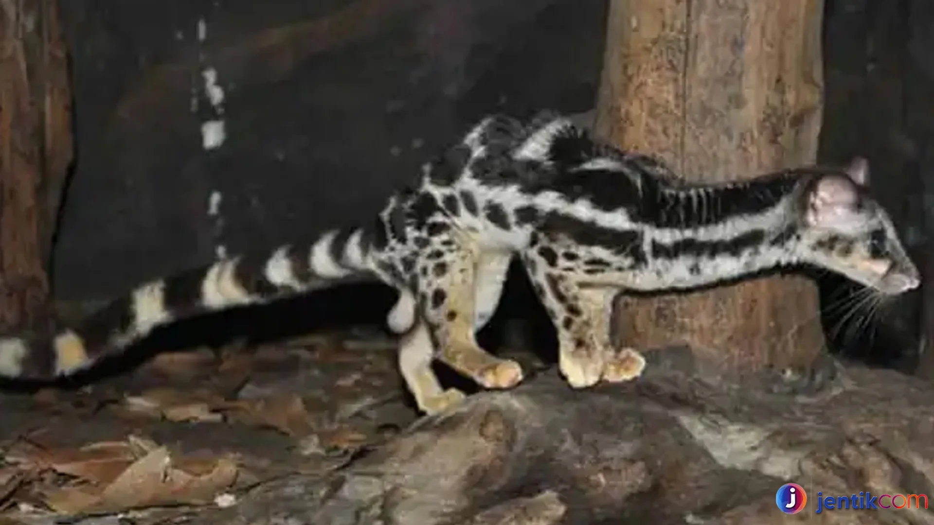 Lingsang dan Hal Menarik yang Wajib Diketahui Pecinta Alam Liar