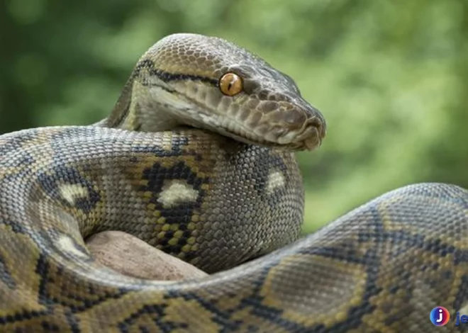 Ular Sanca 4 Habitat Utama yang Membuatnya Bisa Hidup Lama