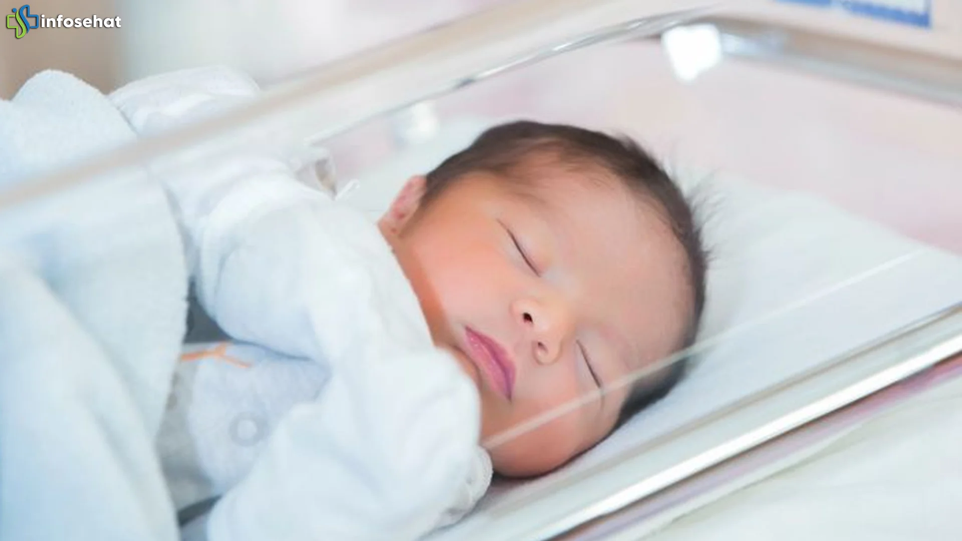 Hewan Marmut Keunikan Jarang Diketahui Para Pecinta Binatang