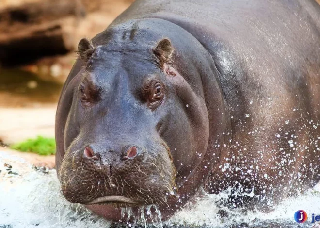 Alasan Kuda Nil Menjadi Hewan Paling Fascinating Di Dunia Satwa