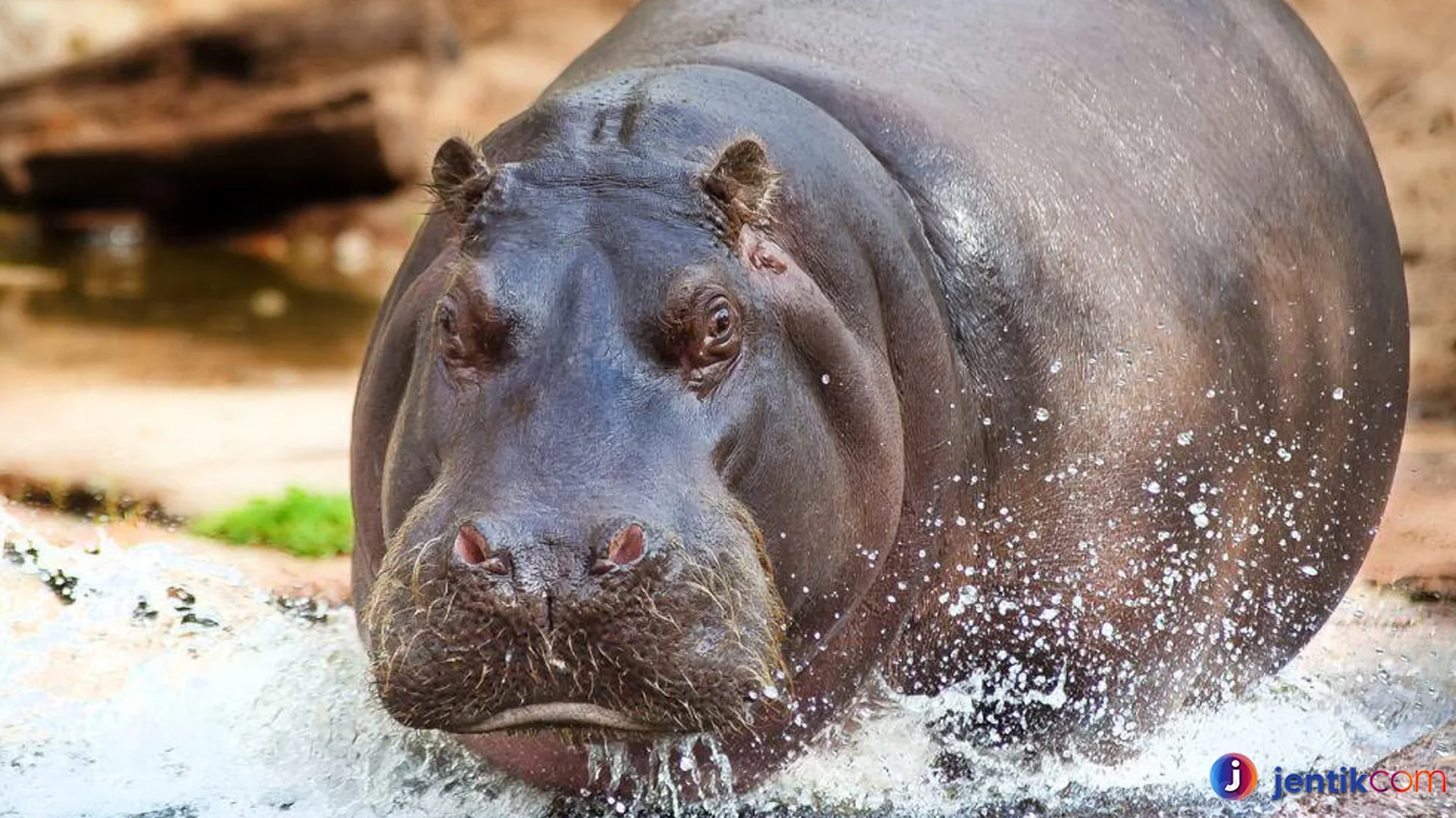 Alasan Kuda Nil Menjadi Hewan Paling Fascinating Di Dunia Satwa