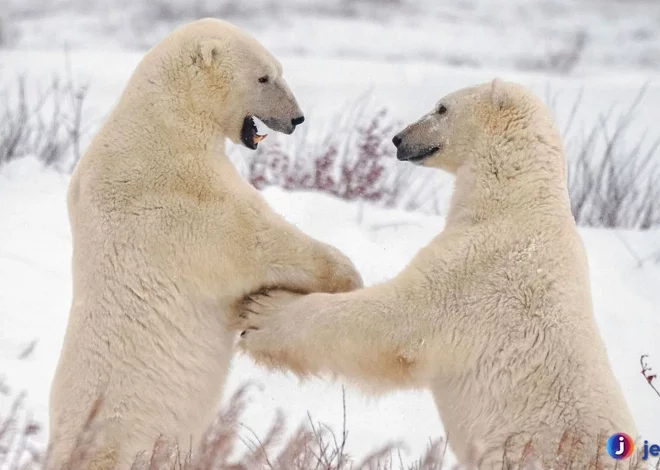 Strategi Beruang Kutub Bertahan Di Musim Dingin Yang Ekstrem
