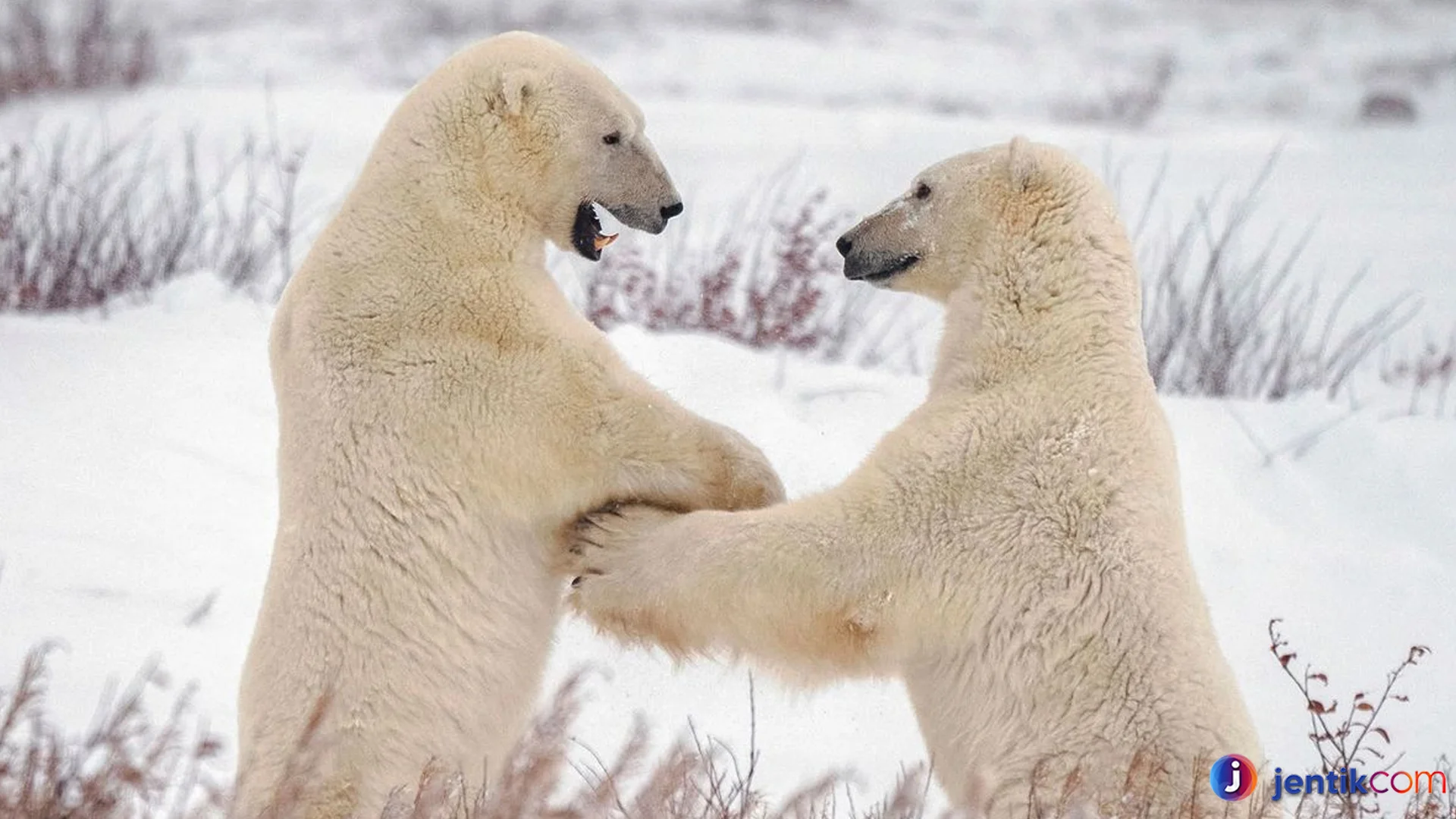 Strategi Beruang Kutub Bertahan Di Musim Dingin Yang Ekstrem