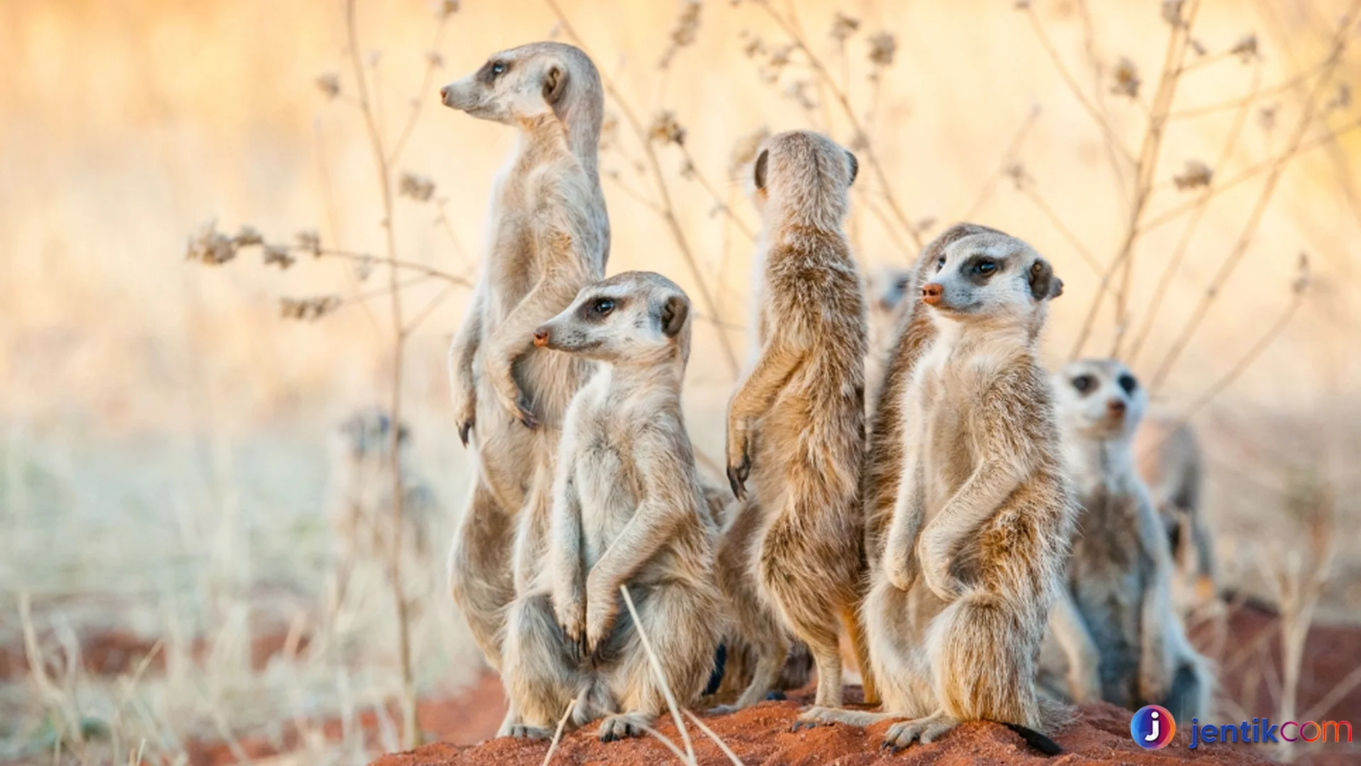 Mirkat Jenis Hewan Paling Unik Dengan Kebiasaan Sosial Menarik