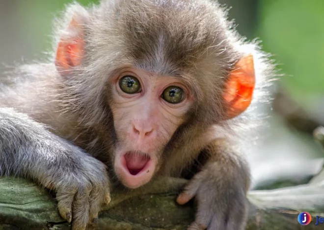 Fakta Hewan Kera yang Bisa Jadi Inspirasi Penelitian Ilmiah