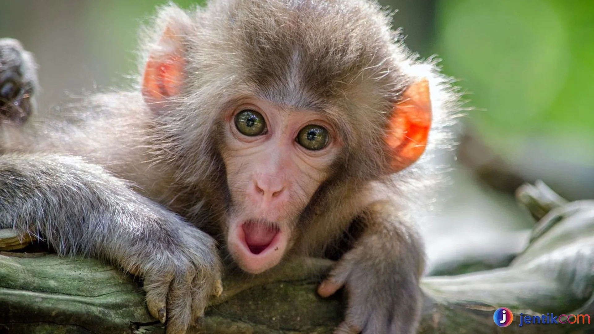 Fakta Hewan Kera yang Bisa Jadi Inspirasi Penelitian Ilmiah