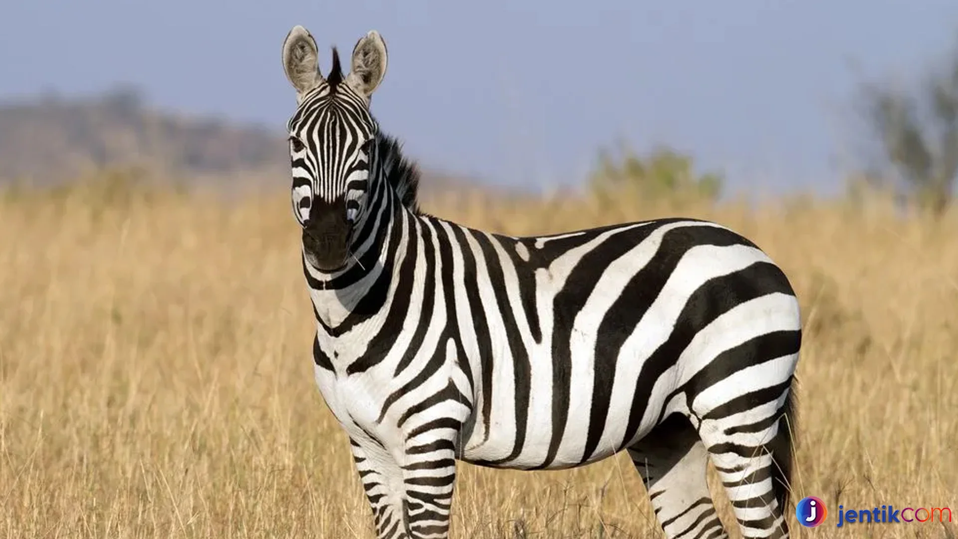 Hewan Zebra Bukti Evolusi yang Menunjukkan Adaptasi Luar Biasa