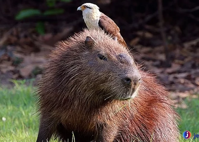 Kapibara 4 Perilaku Sosial Yang Menarik Diamati Di Habitat Alami