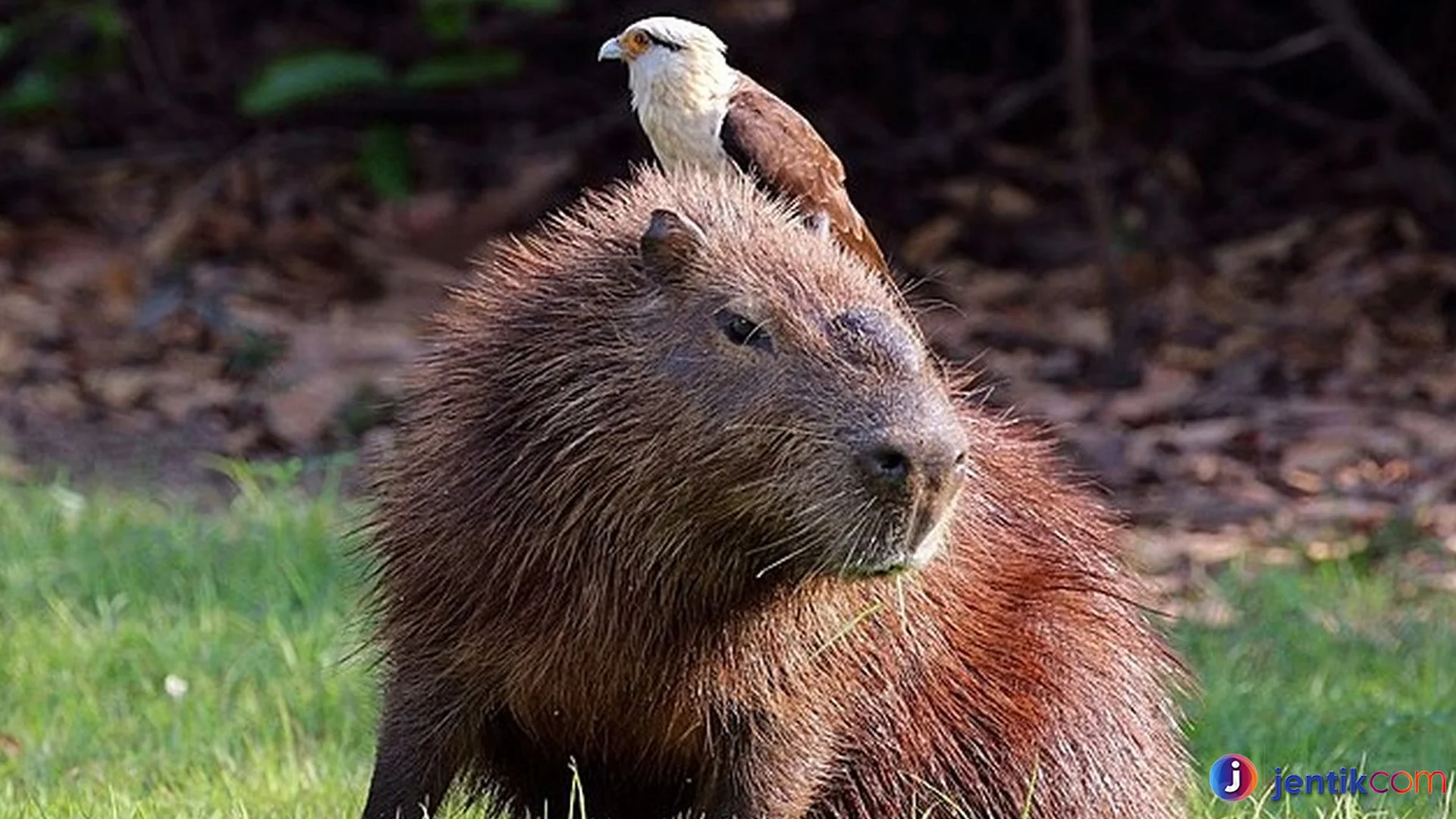 Kapibara 4 Perilaku Sosial Yang Menarik Diamati Di Habitat Alami