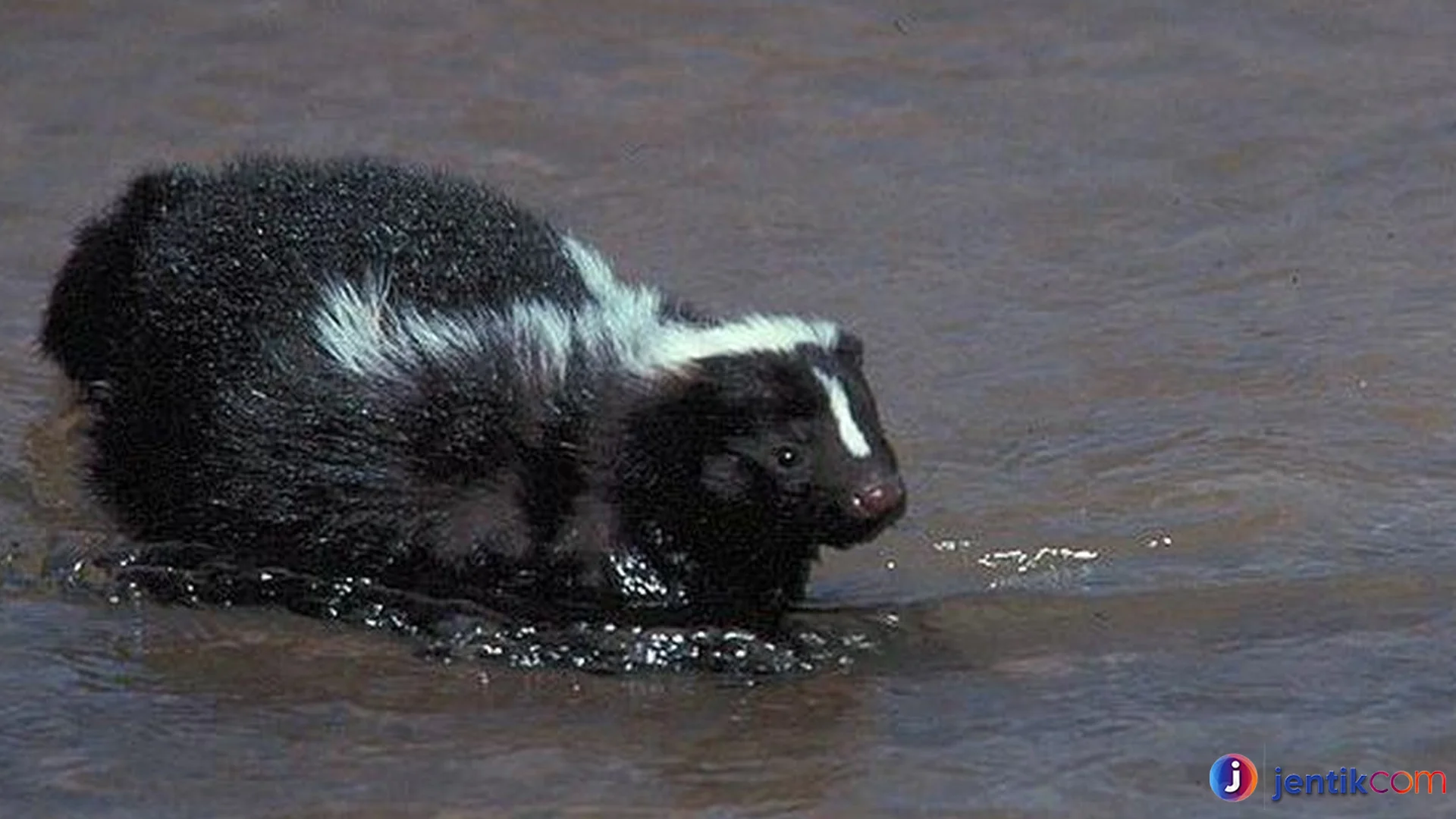 5 Alasan Hewan Sigung Menjadi Satwa Paling Unik Di Alam Liar