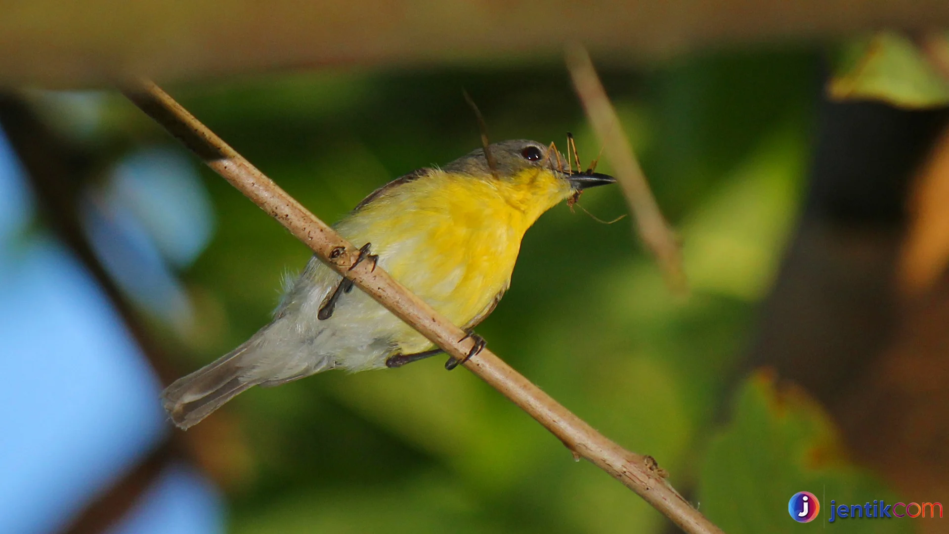 Menyelami Remetuk Laut dengan Karakteristik Paling Unik