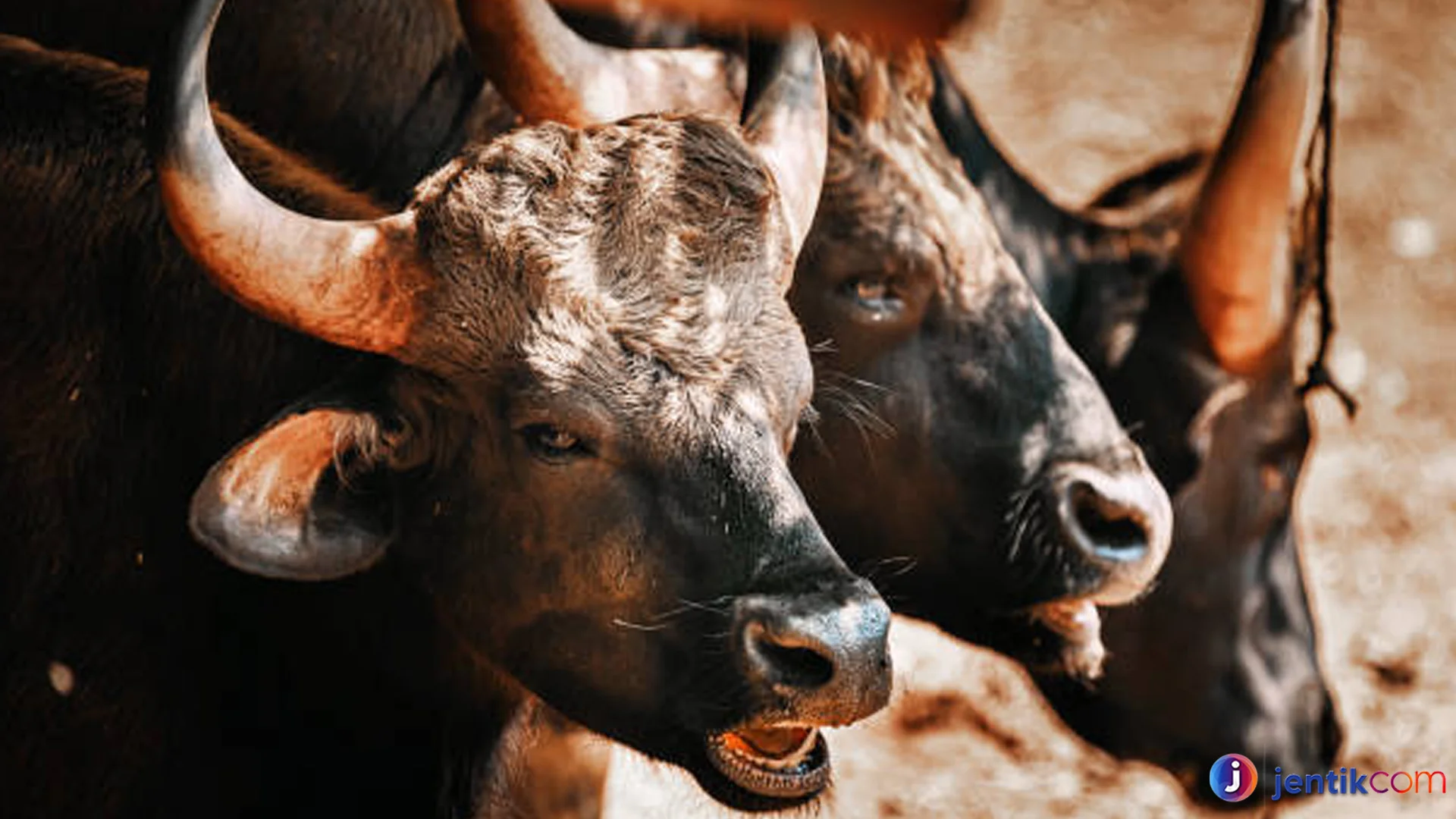 Seladang Terancam Punah Di Hutan Kalimantan Tersisa 5 Ribu