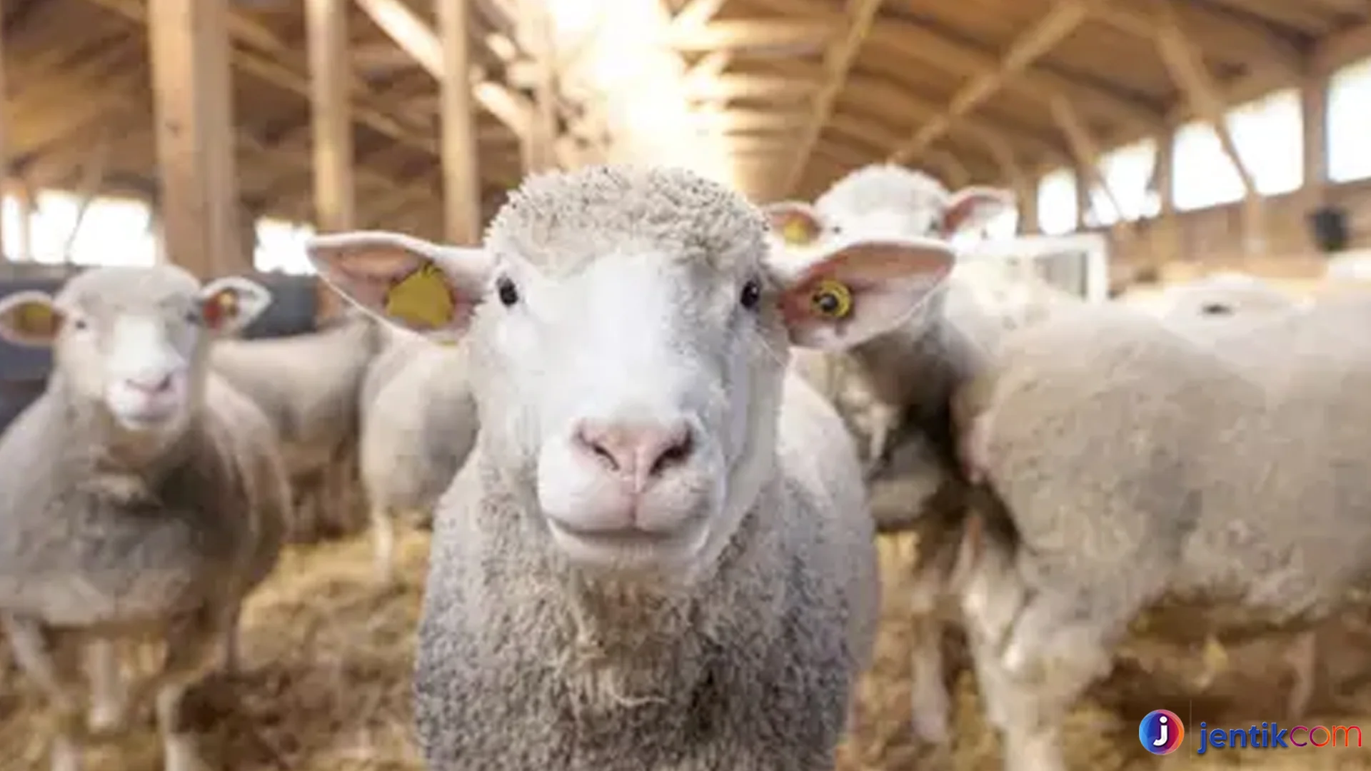 Bukti Domba Yang Bikin Terpesona Pecinta Hewan Dan Peternak