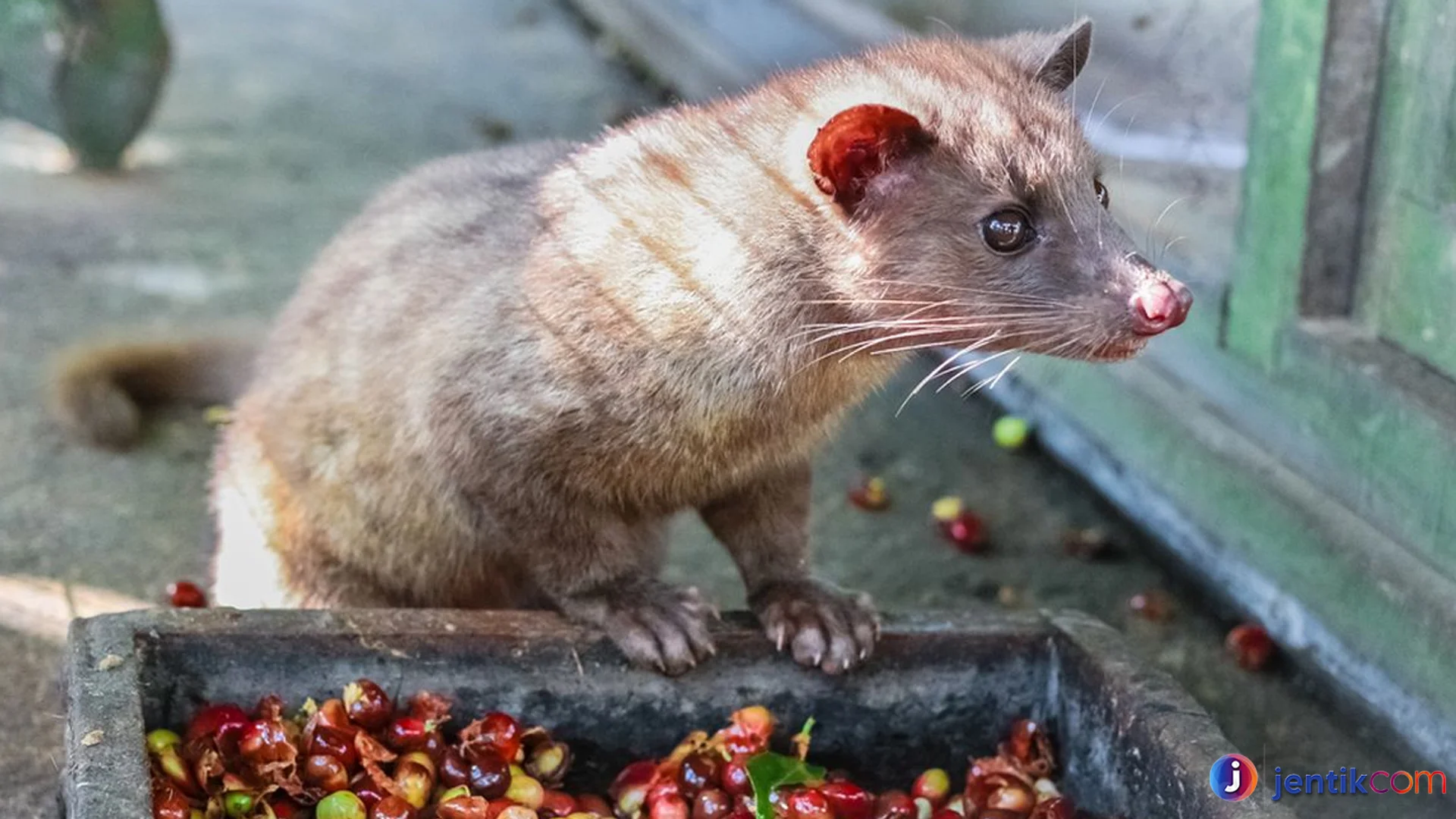 Hewan Luwak Miliki Adaptasi Unik Agar Bertahan di Alam Liar