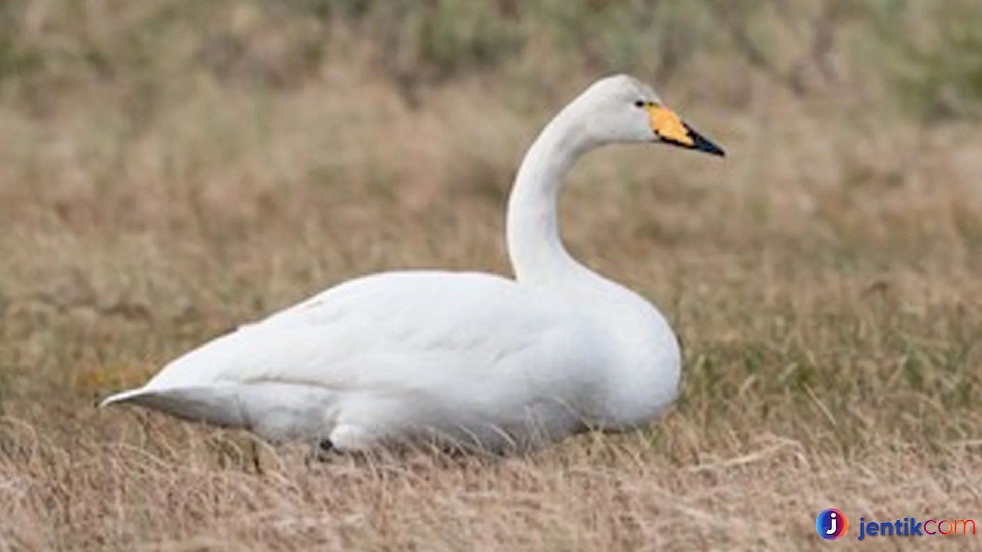 Hewan Angsa Memiliki 4 Kebiasaan Yang Bisa Dipelajari Manusia