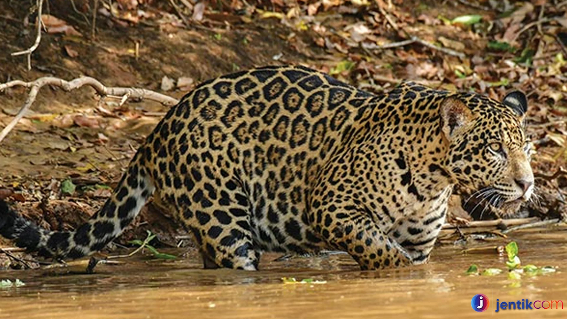 Hal Tentang Jaguar Yang Menunjukkan Kehebatan Predator Alami