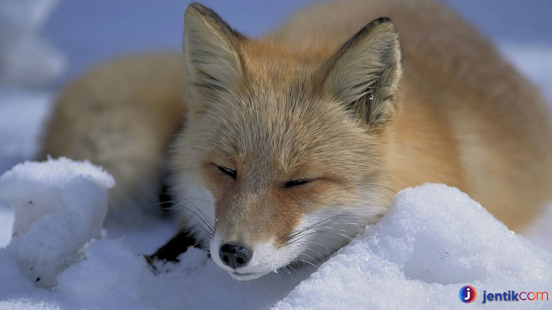 Hewan Rubah Memiliki Strategi Bertahan Hidup yang Cerdas