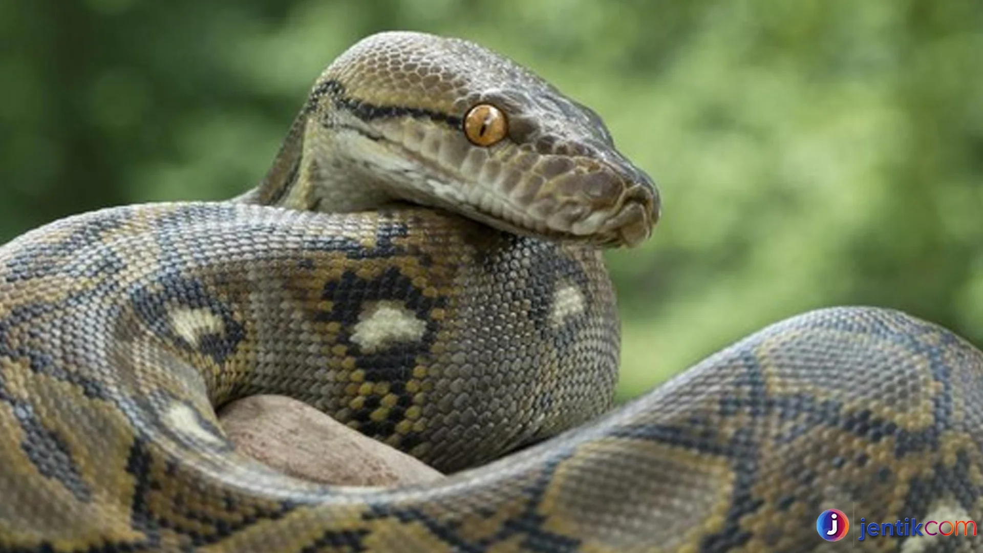 Keunikan Ular Piton yang Jarang Diketahui Pecinta Reptil