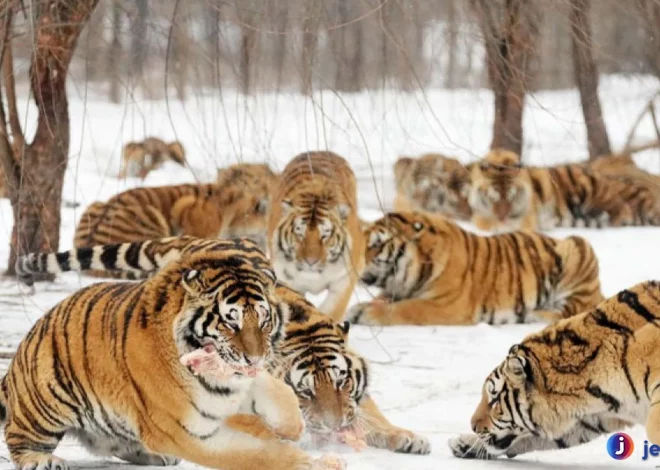 Harimau Siberia Populasi 5 Ratusan Masih Bertahan di Alam Liar