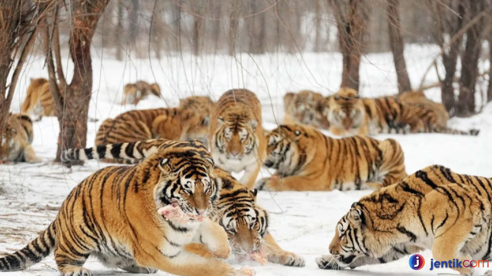 Harimau Siberia Populasi 5 Ratusan Masih Bertahan di Alam Liar