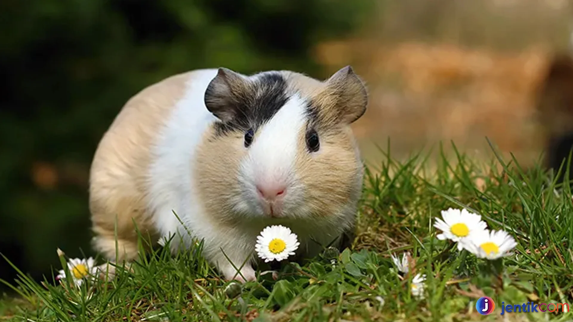 Hewan Marmot Fakta Unik yang Jarang Diketahui Pecinta Satwa