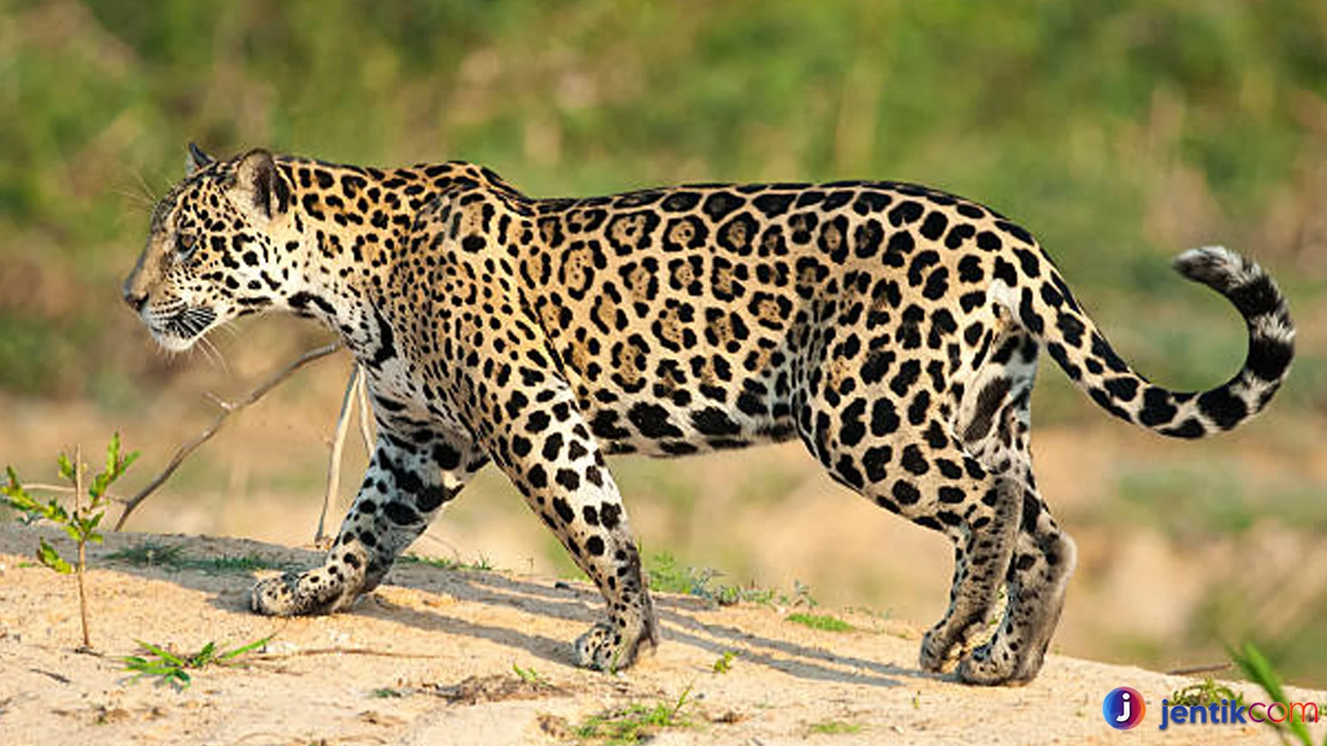 Hal Tentang Jaguar Yang Menunjukkan Kehebatan Predator Alami