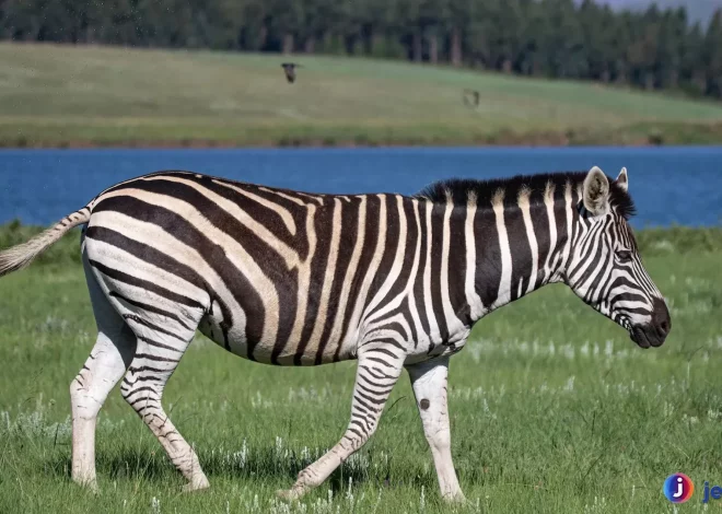 Hewan Zebra Bukti Evolusi yang Menunjukkan Adaptasi Luar Biasa