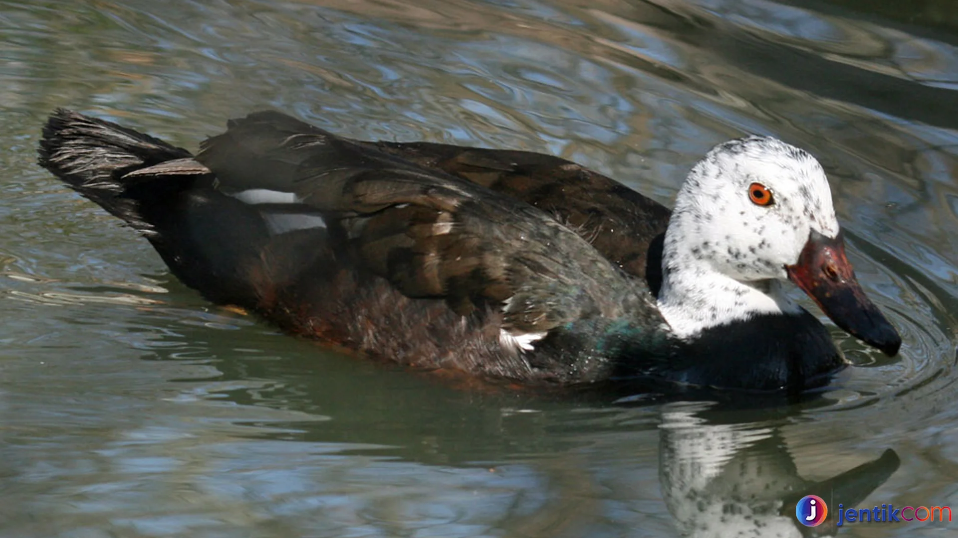 Itik Serati Hal Unik Tentang Perilaku Dan Habitat Alaminya