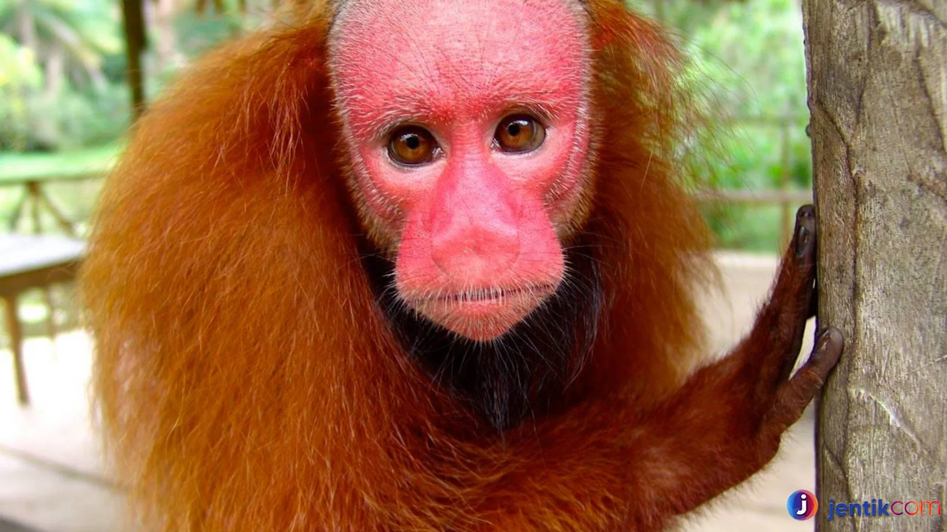 Keistimewaan Uakari Monyet Botak Ekor Pendek Amazon