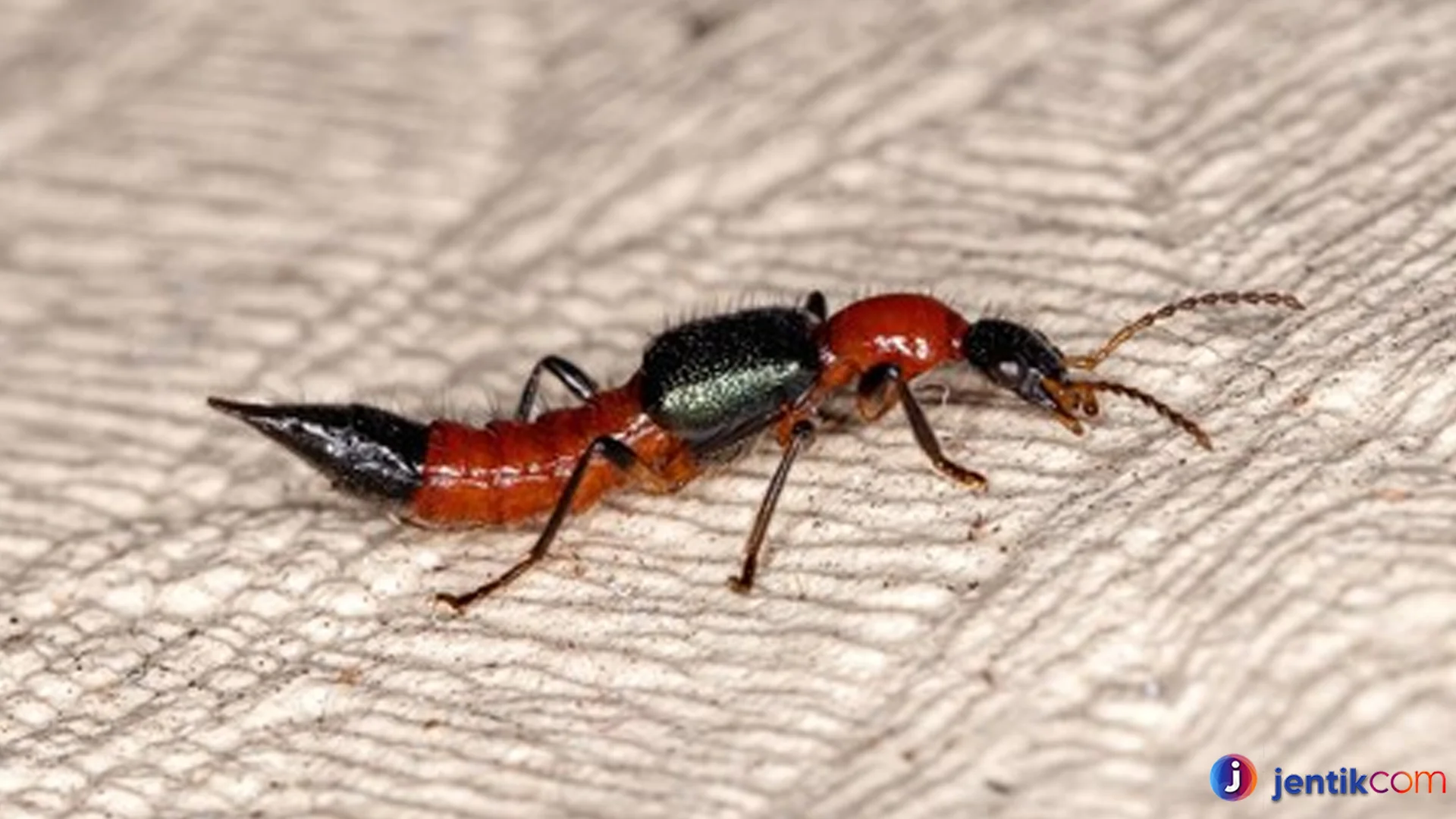 Mengenal Serangga Tomcat Hitam Kecil Yang Berbahaya