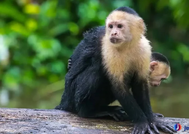 Cebidae Kelompok Monyet Ekor Pegang Terkenal