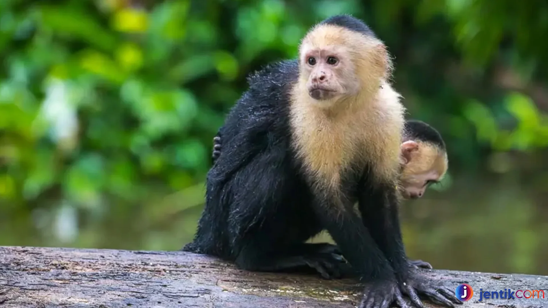Cebidae Kelompok Monyet Ekor Pegang Terkenal