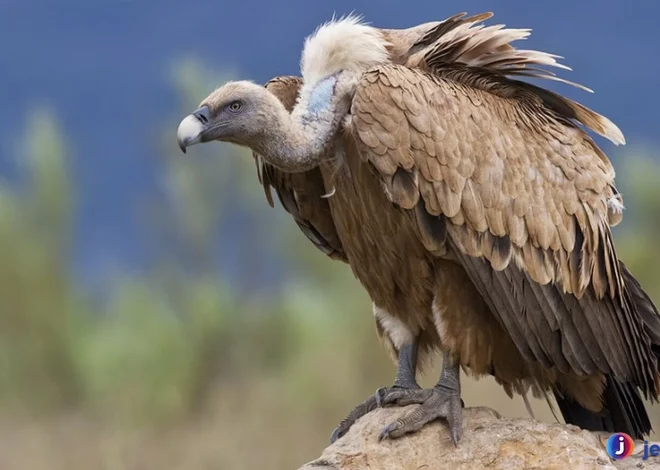 Burung Hering Bisa Terbang 150 Kilometer Tanpa Mengepak