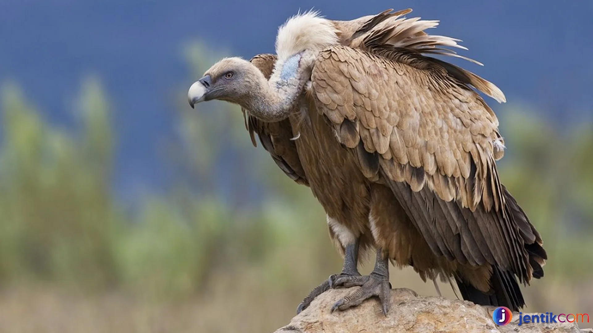Burung Hering Bisa Terbang 150 Kilometer Tanpa Mengepak