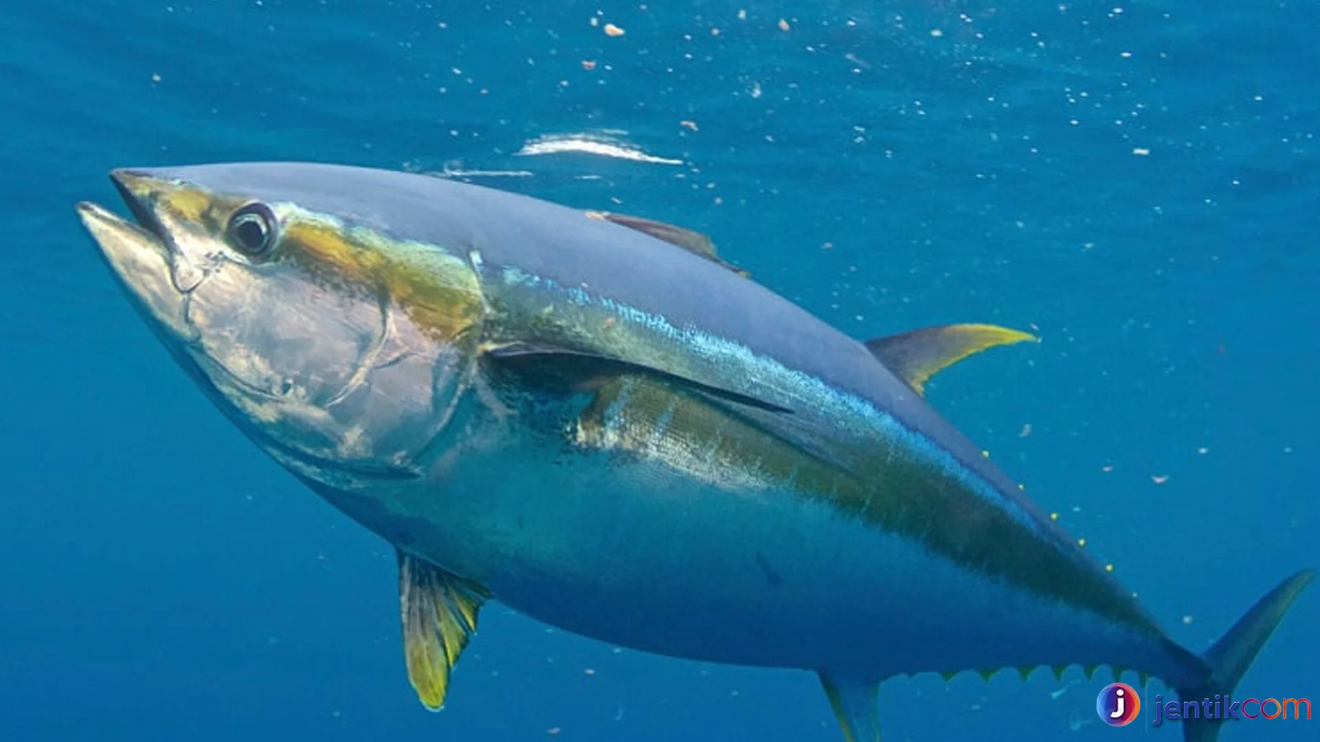 Hewan Ikan Tuna Spesies Paling Populer Di Perairan Dunia