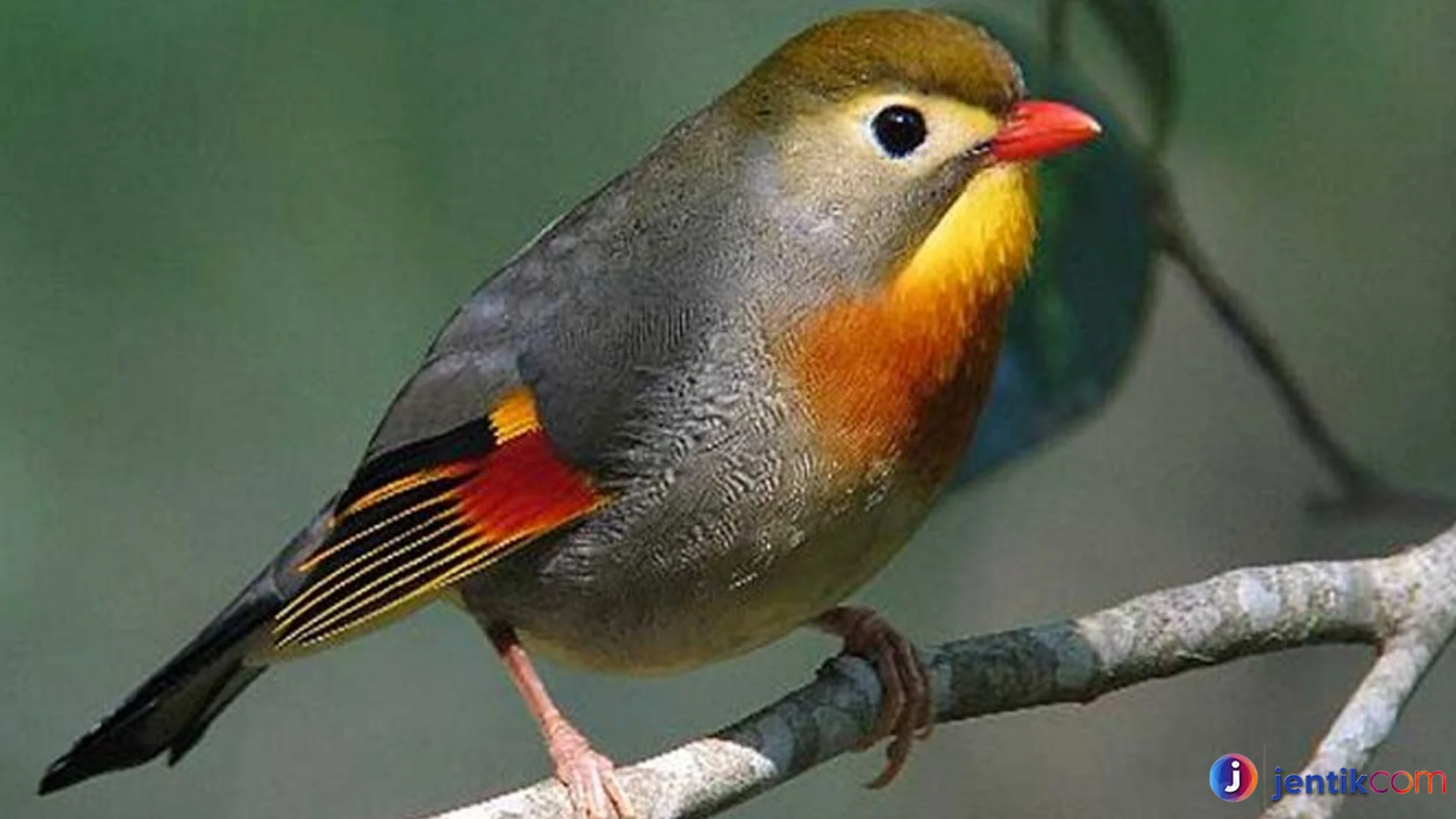 Burung Robin Terkenal Dengan Suara Kicau Yang Merdu