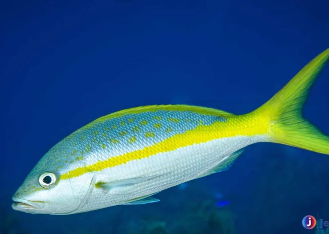 Zona Yellowtail Hidup di Kedalaman 15 hingga 150 Meter