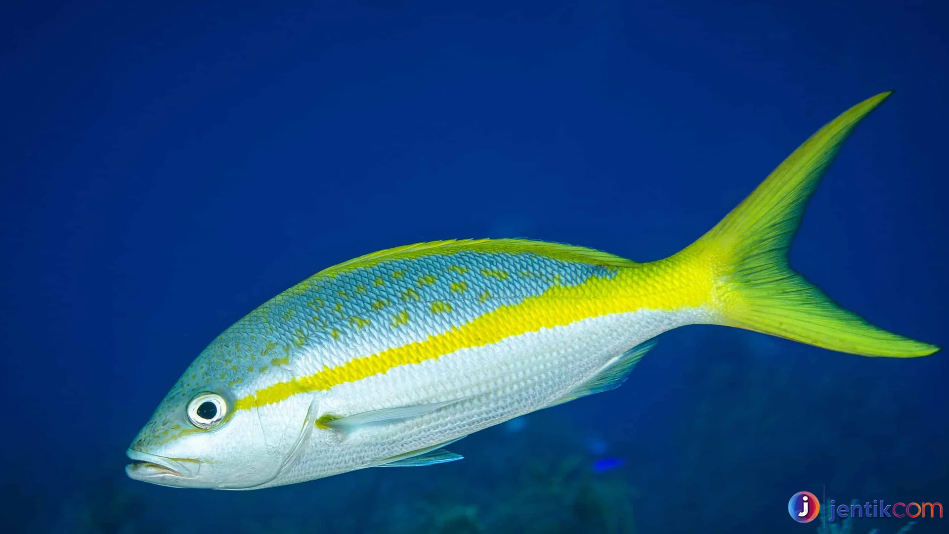 Zona Yellowtail Hidup di Kedalaman 15 hingga 150 Meter