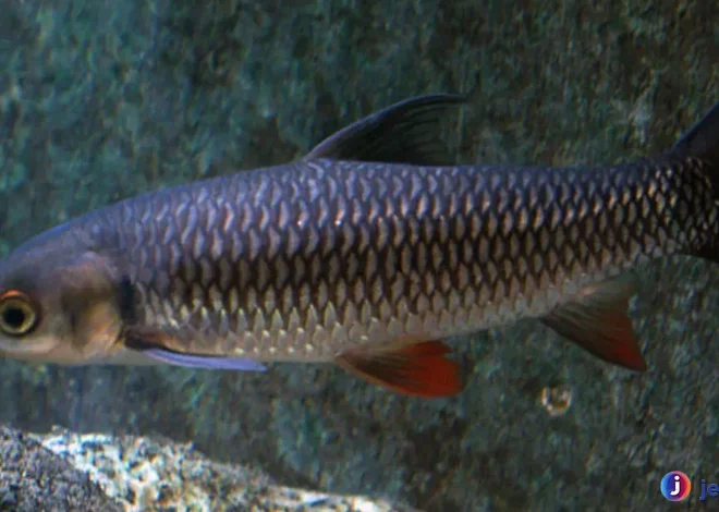 Ikan Jelawat Dikenal 4 Keistimewaan Membuatnya Populer Dunia