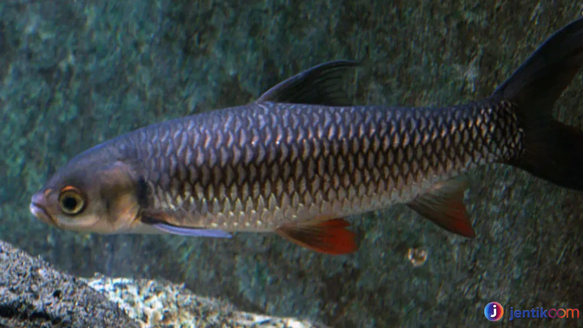 Ikan Jelawat Dikenal 4 Keistimewaan Membuatnya Populer Dunia