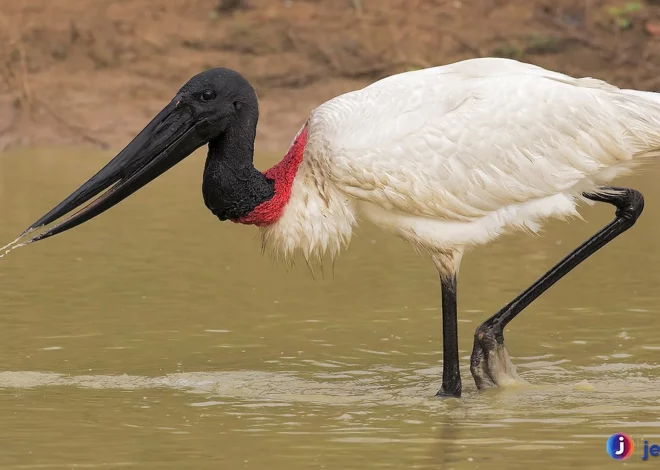 Jabiru 40 Km Per Jam Terbang Musim Kering Berbiak