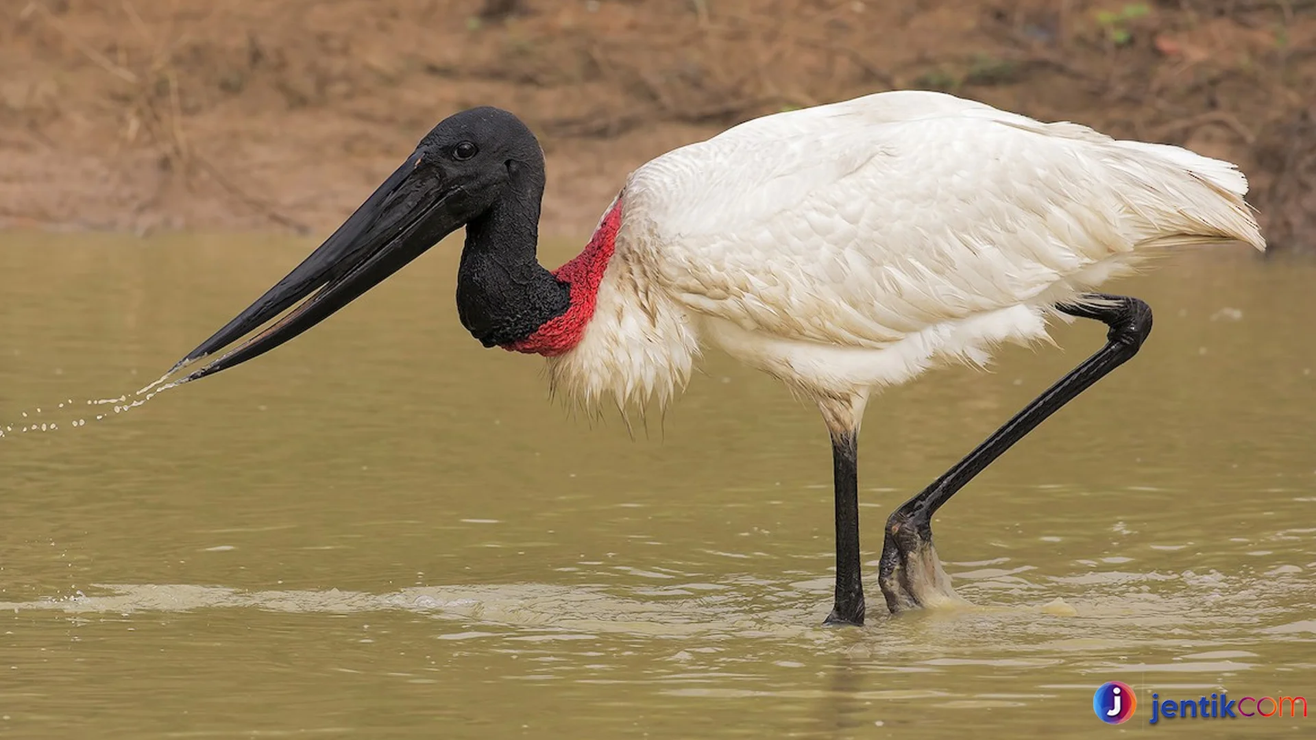 Jabiru 40 Km Per Jam Terbang Musim Kering Berbiak