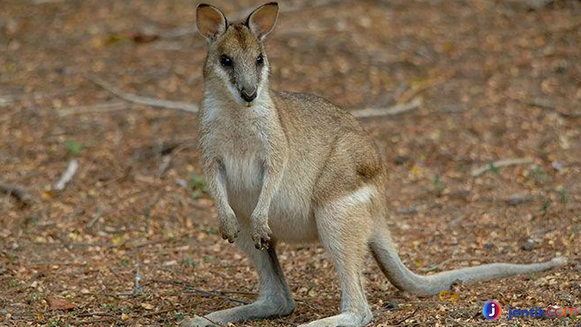 Hewan Walabi 4 Adaptasi Unik Agar Bisa Bertahan Hidup