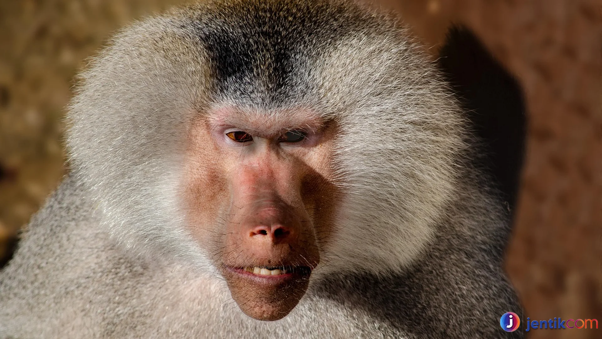 Habitat Asli Pegunungan Populasi Monyet Babun di Afrika