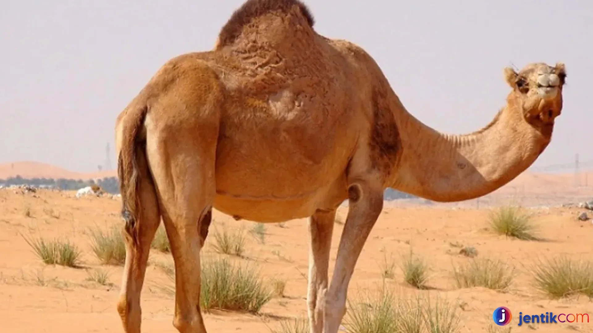 Adaptasi Hewan Onta Yang Membuatnya Tahan Panas Dan Lapar