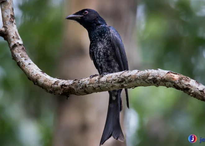 Burung Drongo Punya 4 Kemampuan Misterius Jarang Diketahui