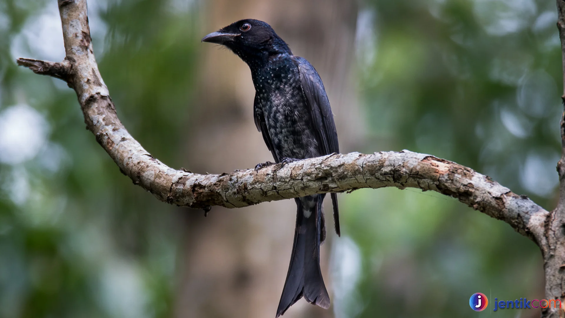 Burung Drongo Punya 4 Kemampuan Misterius Jarang Diketahui