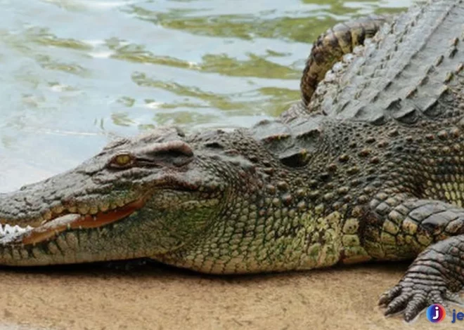 Buaya Punya Rahasia Kemampuan Bertahan Hidup