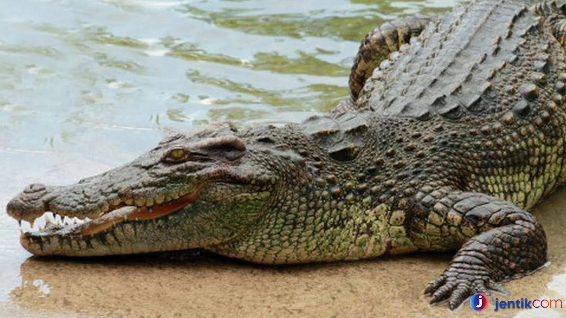 Buaya Punya Rahasia Kemampuan Bertahan Hidup
