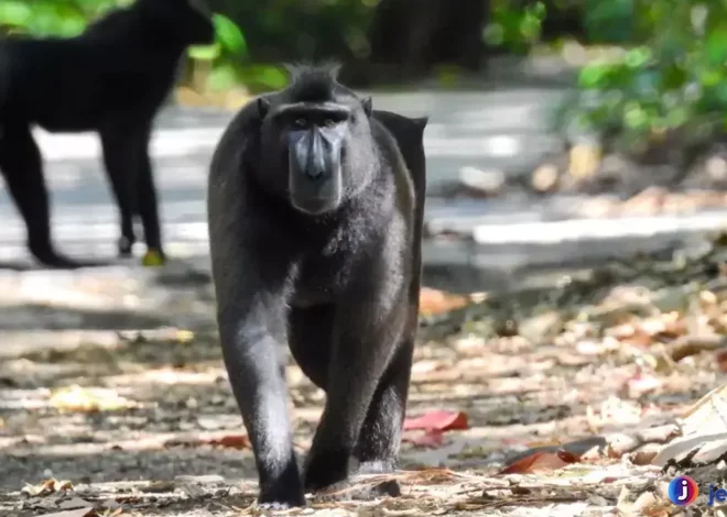 Yaki Bukti Unik Monyet Hitam Berjambul dari Sulawesi Utara